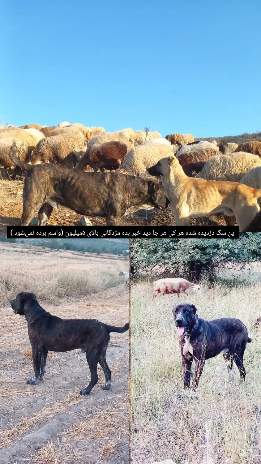 آگهی نگاه کنیید|حیوانات|آشخانه, |دیوار