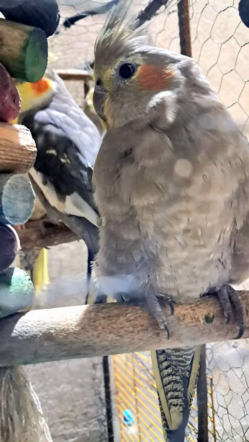 فروش عروس هلندی|پرنده|رضوانشهر, |دیوار