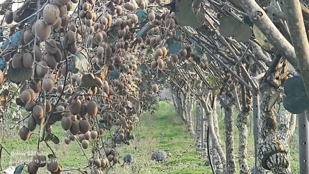 خرید کیوی|خدمات باغبانی و درختکاری|آستارا, |دیوار