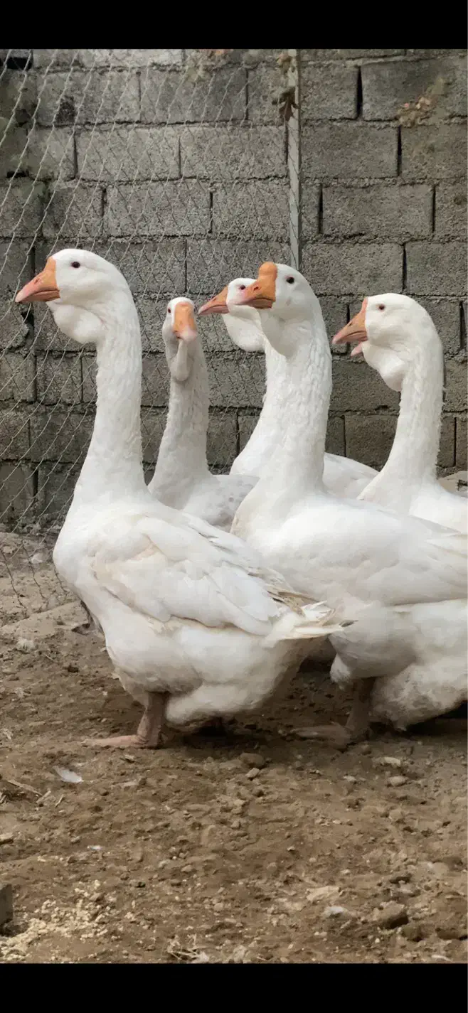 غاز خالماگور اصیل|حیوانات مزرعه|قائمشهر, |دیوار