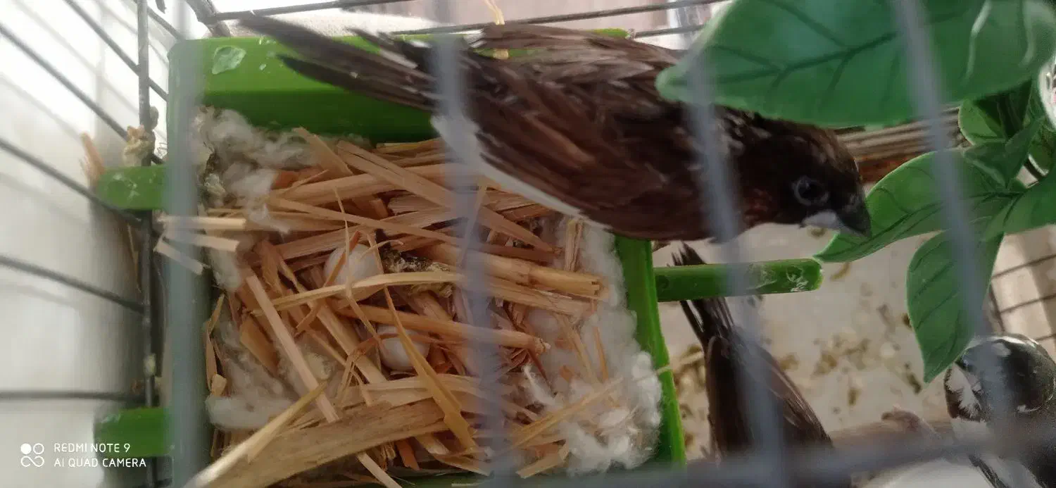 فنج بنگالی 500|پرنده|قرچک, زیبا شهر|دیوار