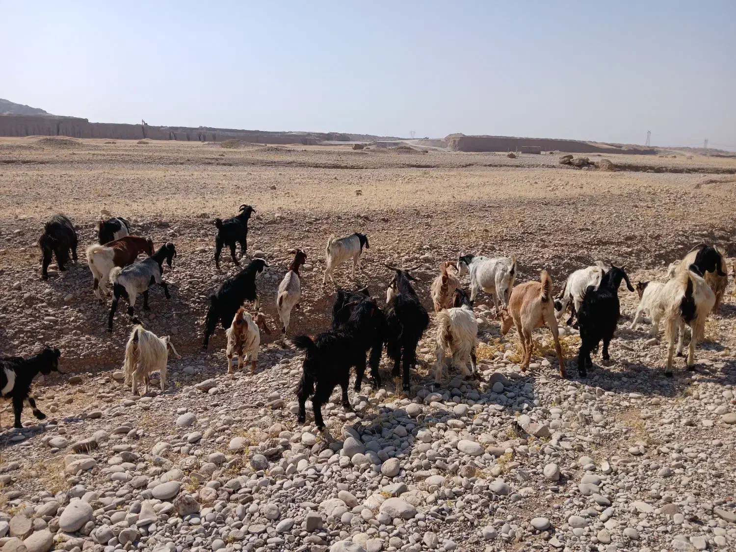 بز و بی|حیوانات مزرعه|اندیمشک, |دیوار