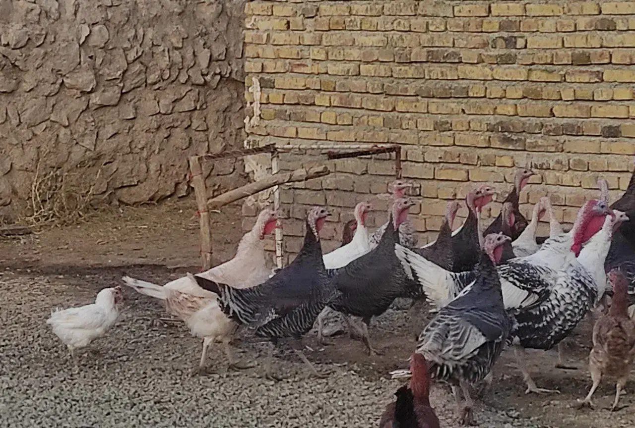 بوقلمون محلی|حیوانات مزرعه|بیلوار, |دیوار