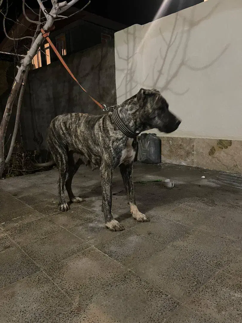 سگ ماده سراب افغان اصیل یک ساله نگهبان|سگ|ساوه, |دیوار