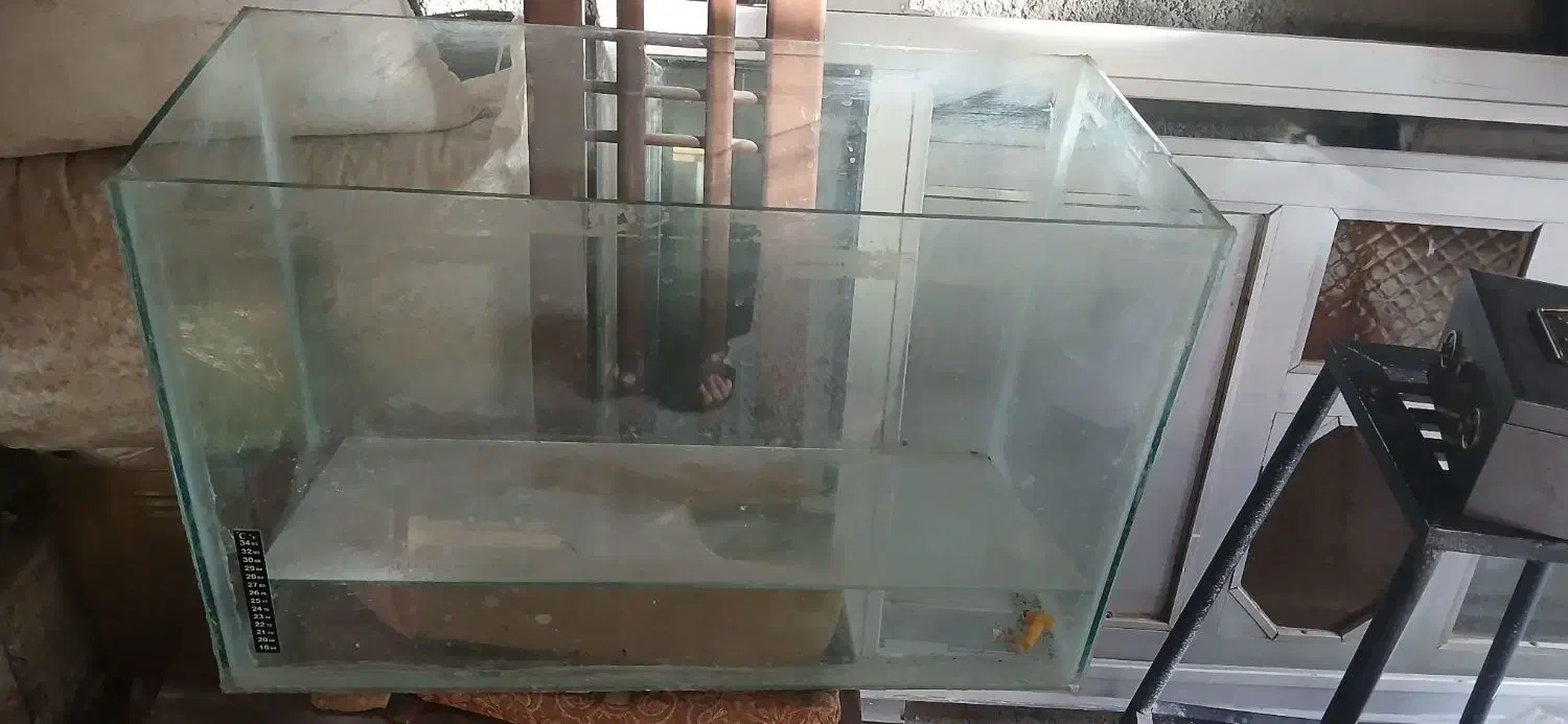 اکواریوم|ماهی|کنگاور, |دیوار