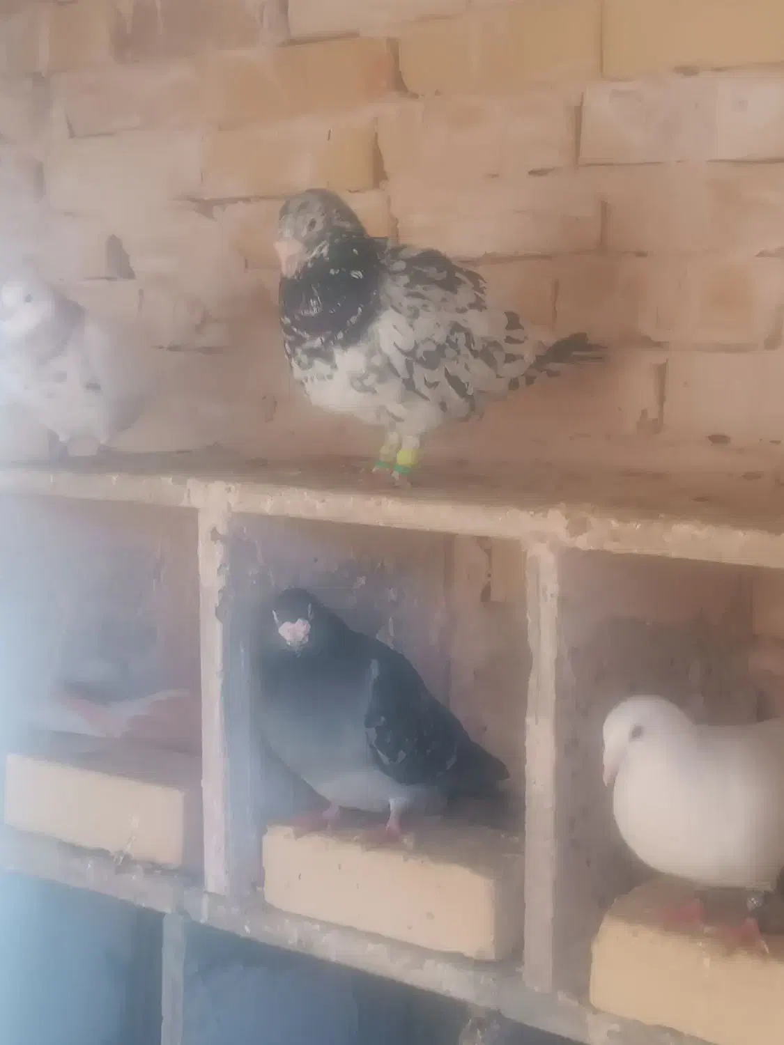 کبوتر|پرنده|فیروزه, |دیوار