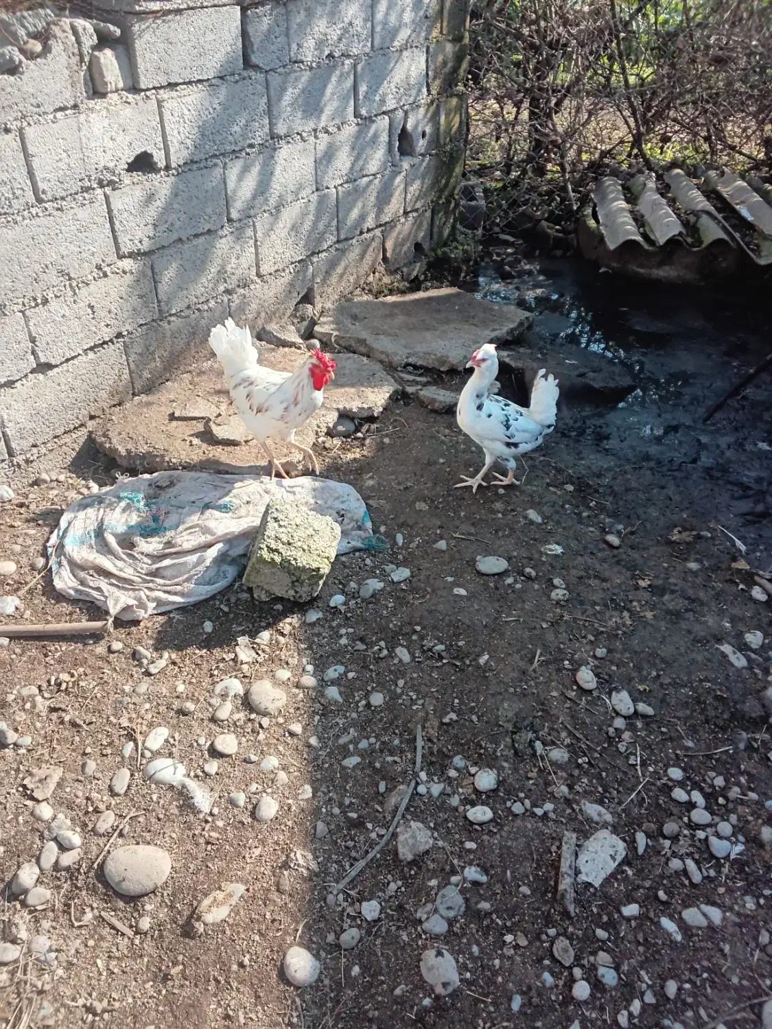 مرغ و خروس نژاد گلین|حیوانات مزرعه|گتاب, |دیوار