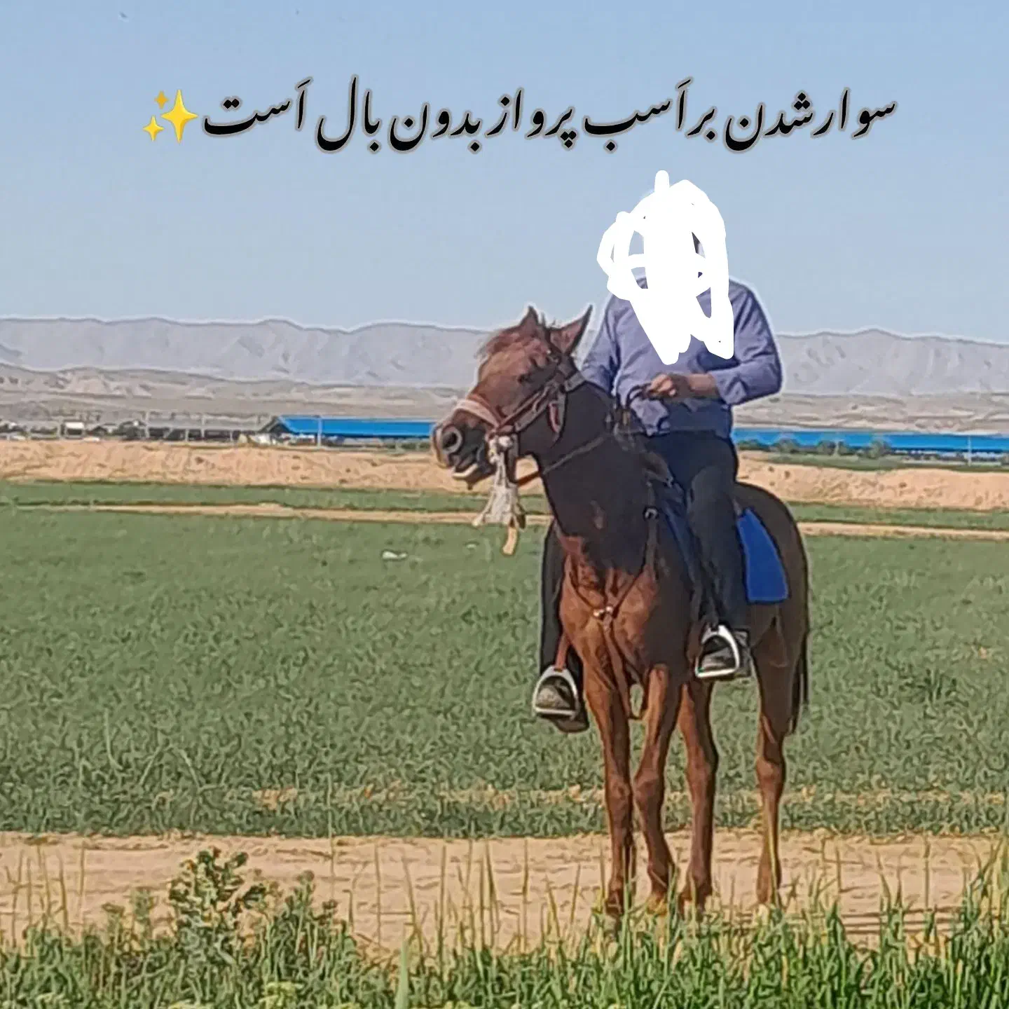 اسب یورقه|اسب و تجهیزات اسب‌سواری|مشهد, مصلی (کارمندان اول)|دیوار