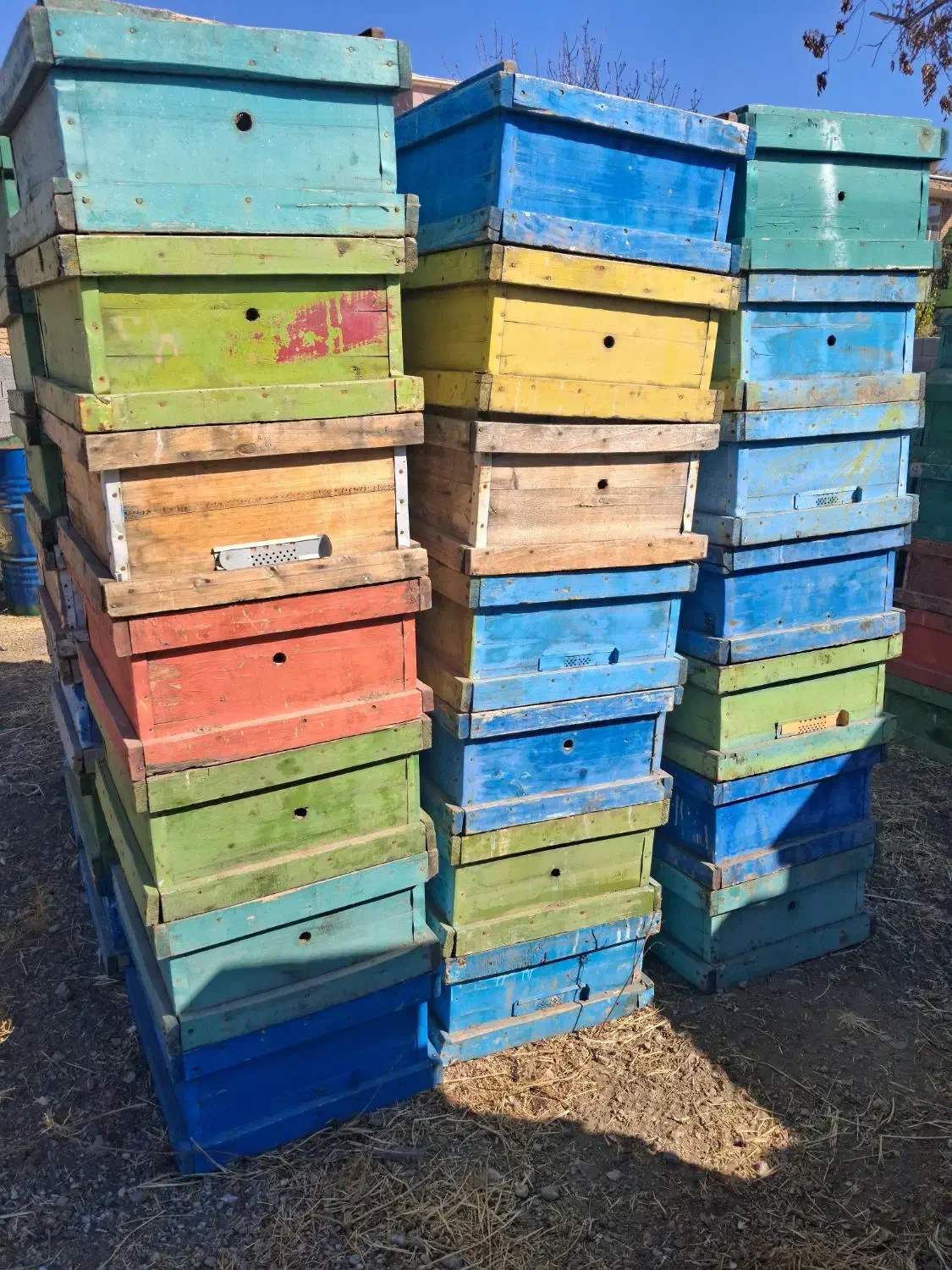 کندو زنبور|حیوانات مزرعه|صحنه, |دیوار