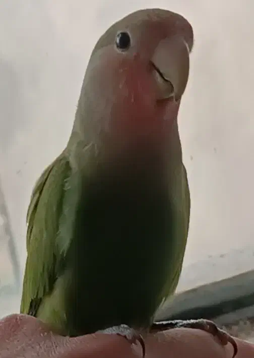 طوطی|پرنده|ایلام, |دیوار