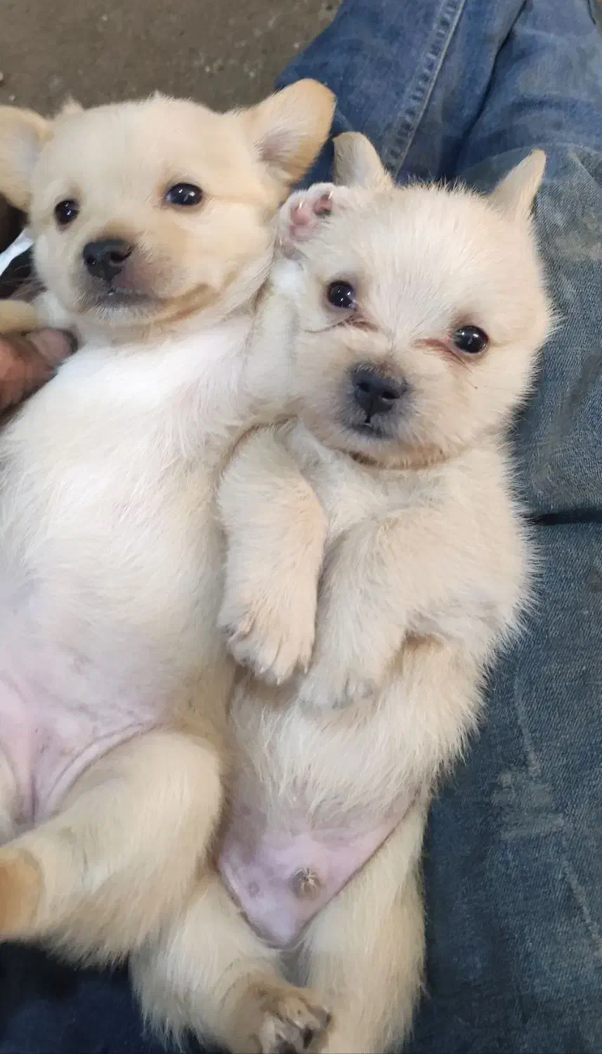 واگذاری پامر شیتزو|سگ|رفسنجان, |دیوار