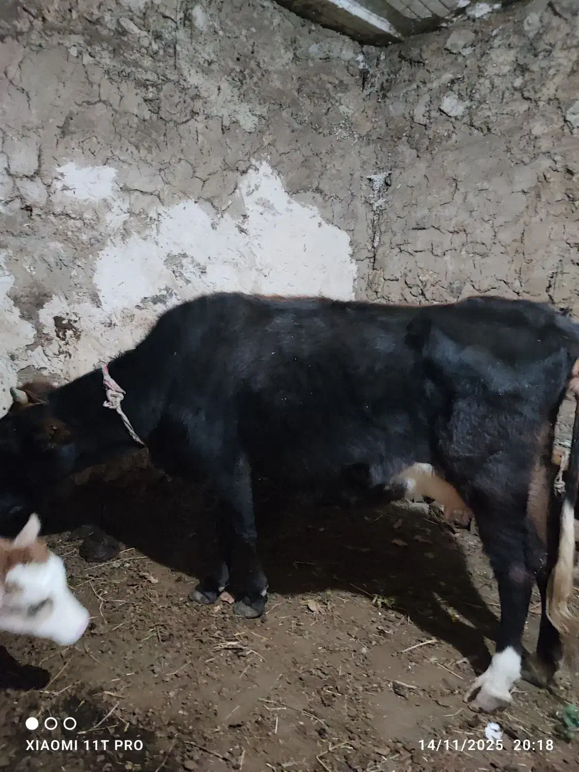 گاو|حیوانات مزرعه|سیلوانه, |دیوار