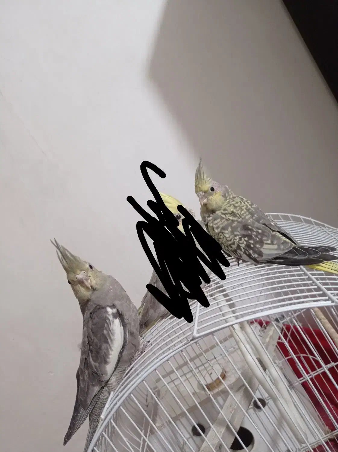 عروس هلندی|پرنده|ارومیه, |دیوار