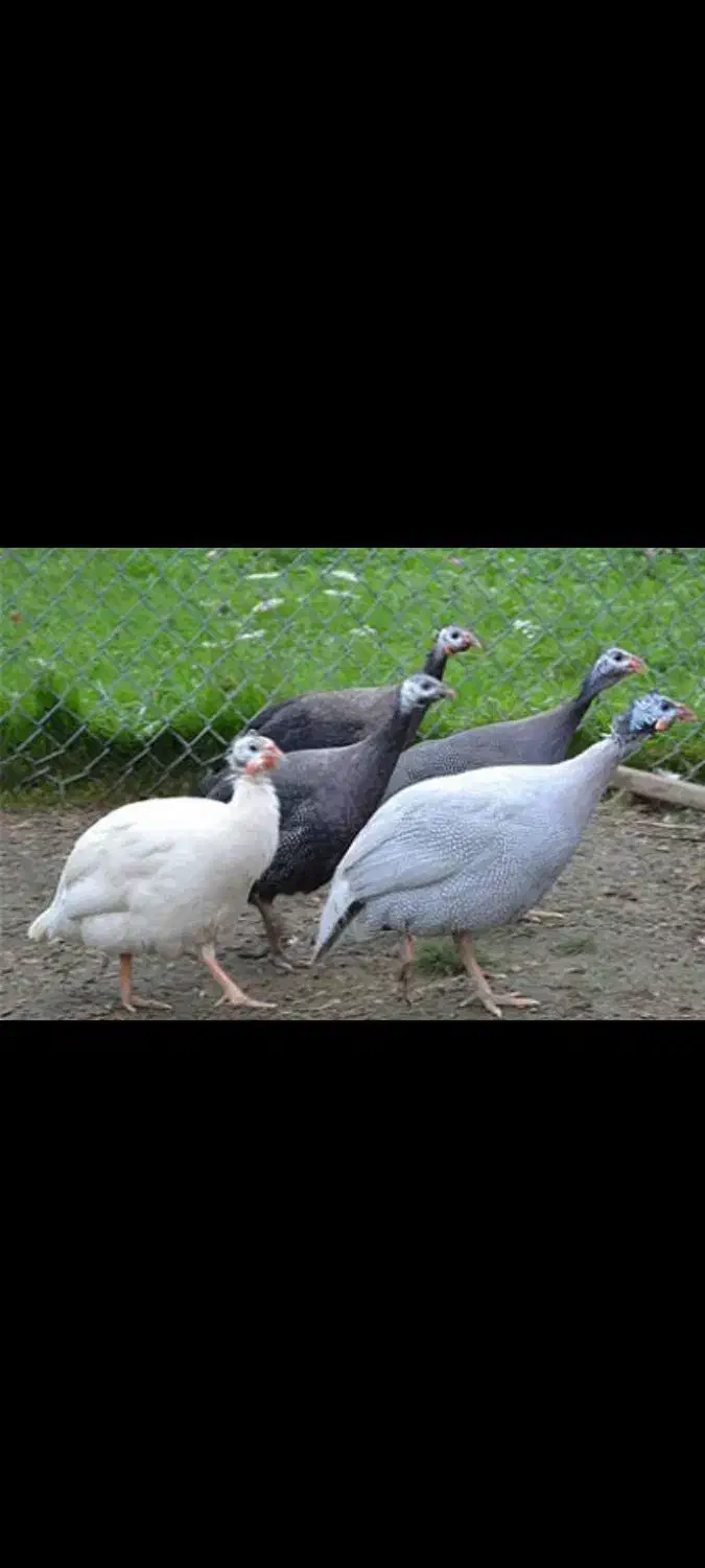 مرغ شاخدار|حیوانات مزرعه|سبزوار, شهرک صنعتی فرودگاه|دیوار