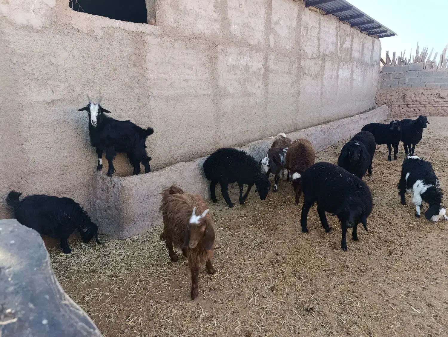 بره شیر مست با۵عدد بزغاله شیرمست|حیوانات مزرعه|زاویه, |دیوار