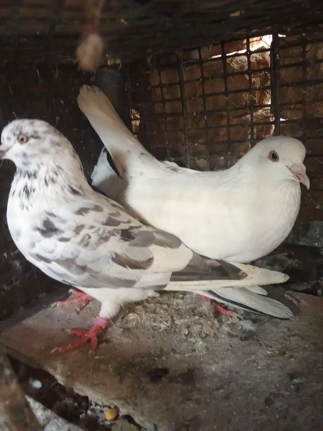 کبوتر پرشی|پرنده|رستم‌آباد, |دیوار