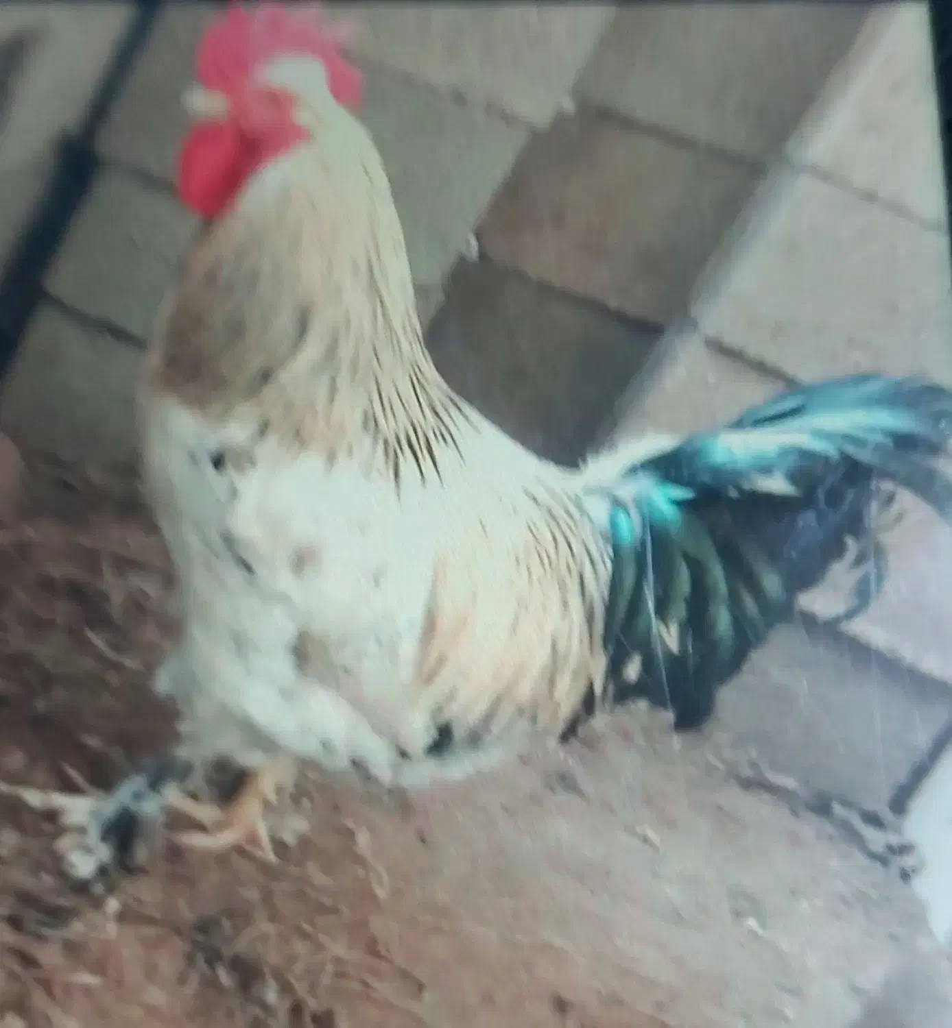 خروس پا پری|حیوانات مزرعه|لاهیجان, لیالستان|دیوار