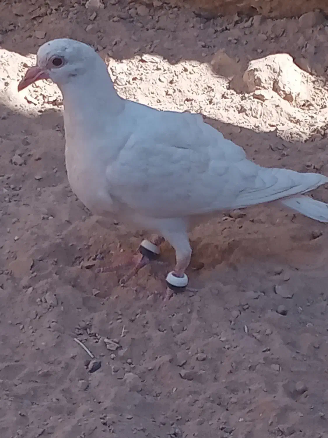 کفتر|پرنده|تایباد, |دیوار