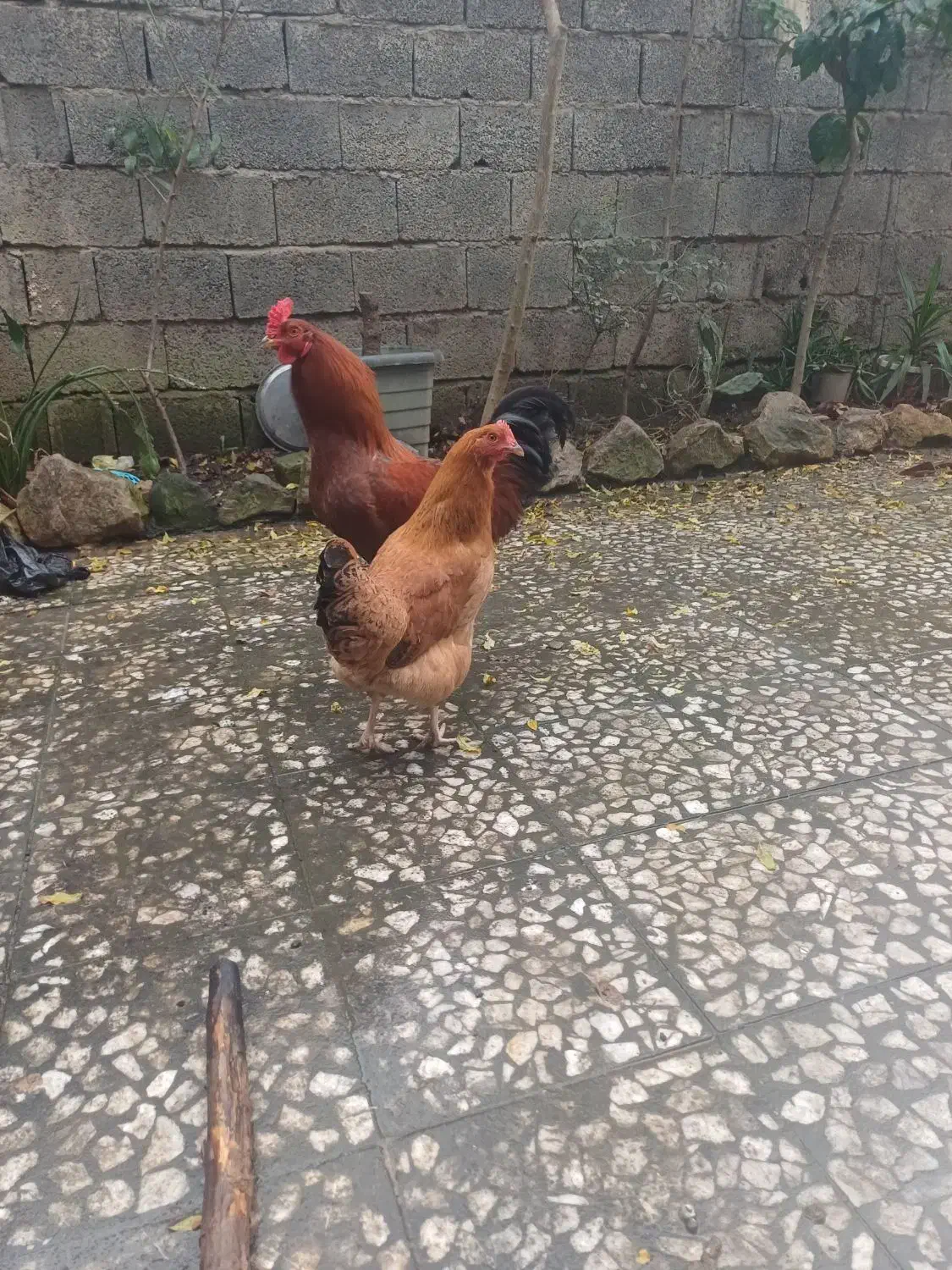 خروس ومرغ|حیوانات مزرعه|سیاهکل, |دیوار