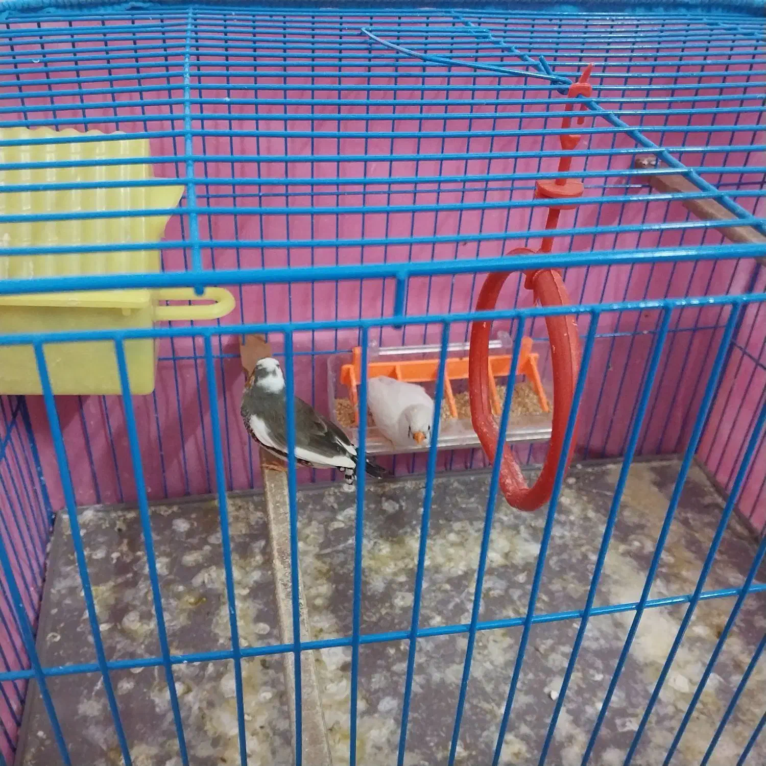 فنچ نر و ماده سرحال باقفس|پرنده|بندر ترکمن, |دیوار