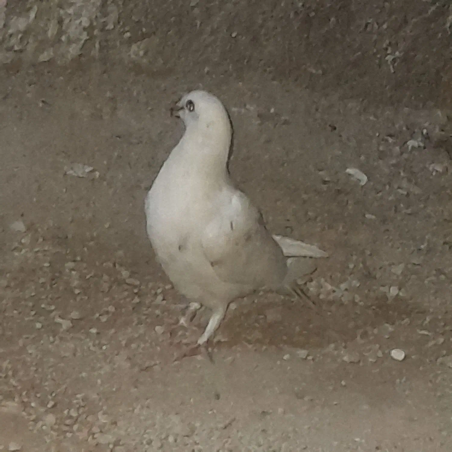 بفروش|پرنده|برازجان, |دیوار