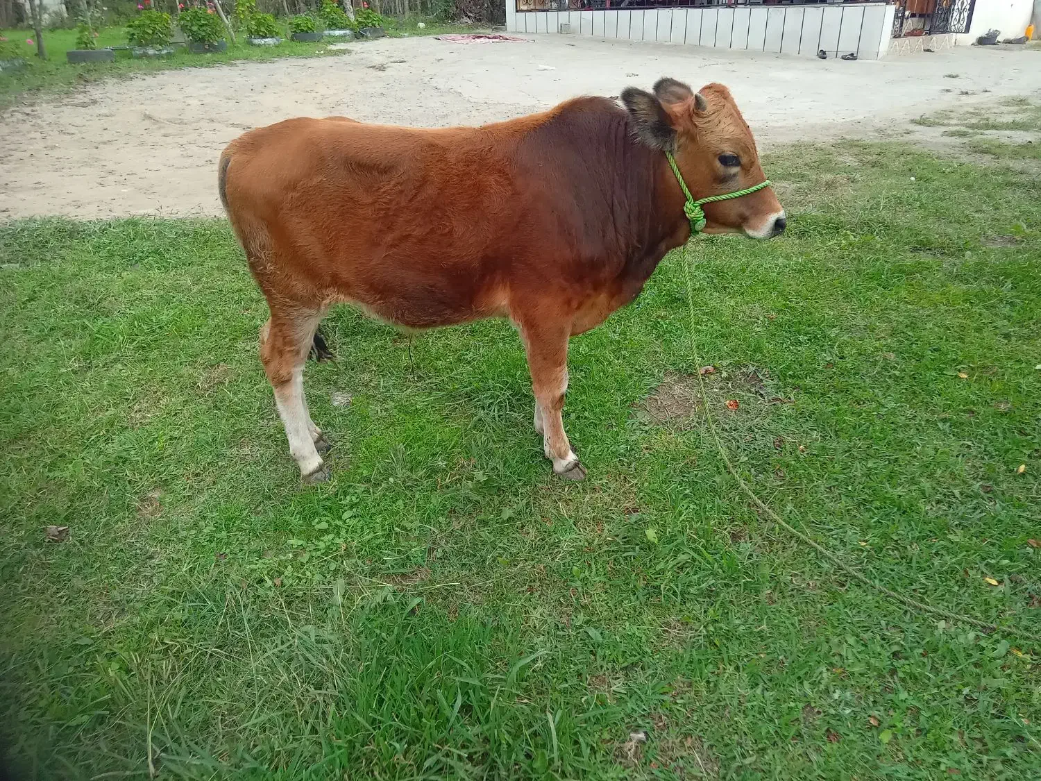 گوساله نر|حیوانات مزرعه|شاندرمن, |دیوار