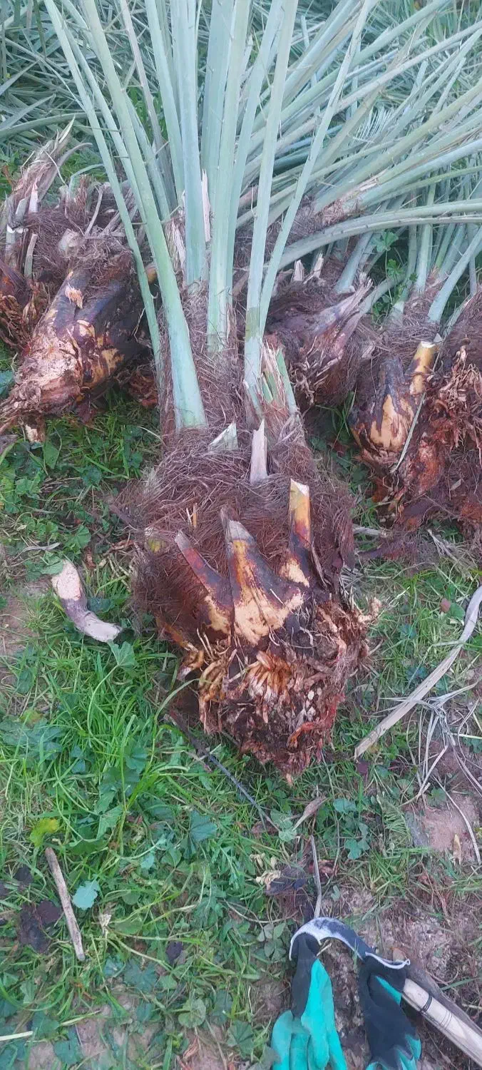 پاجوش|گل و گیاه طبیعی|کرخه, |دیوار