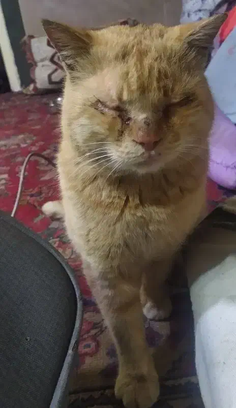 فروش گربه|گربه|خرم‌آباد, |دیوار