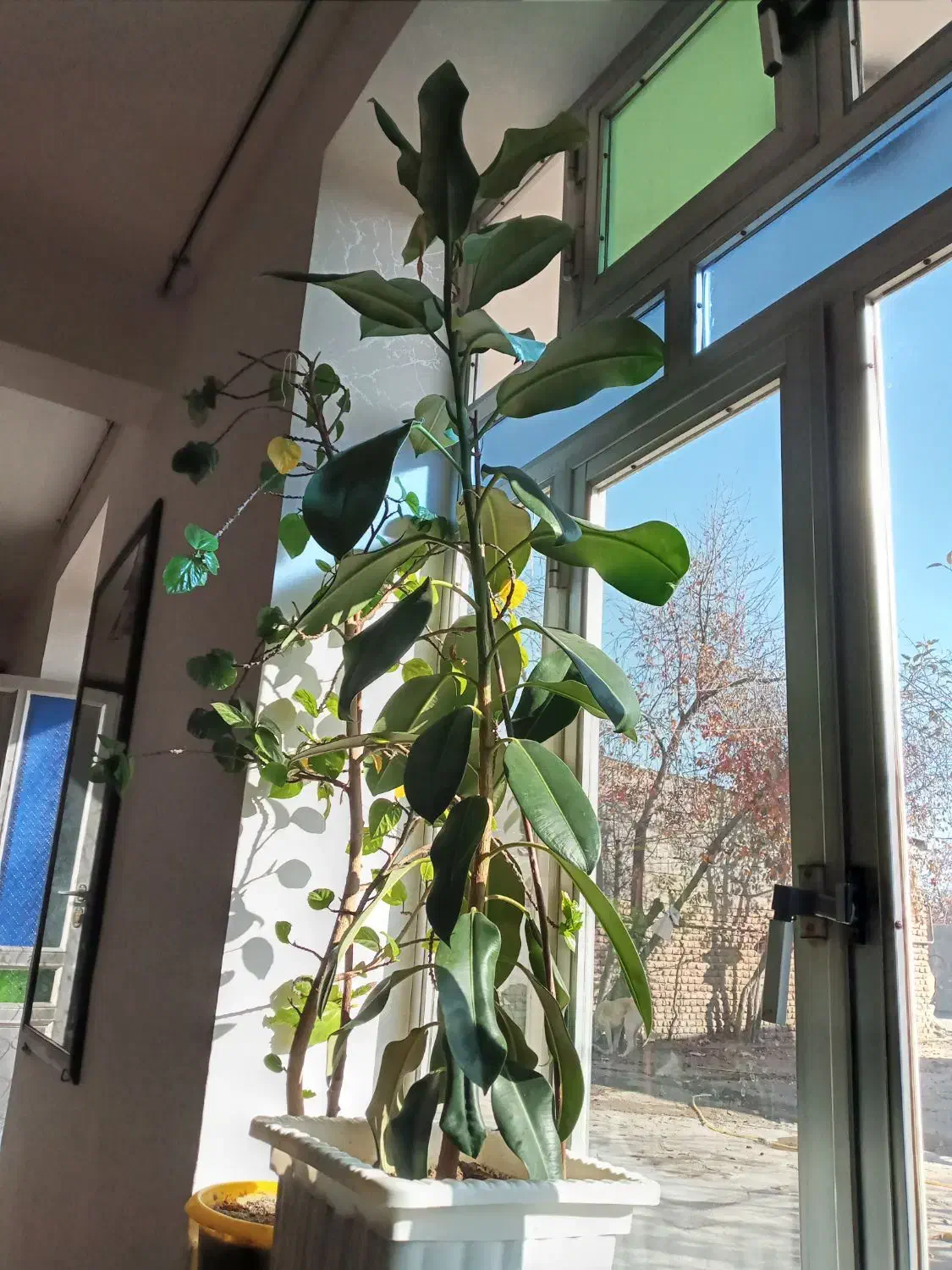 گل گیاه|گل و گیاه طبیعی|ثمرین, |دیوار