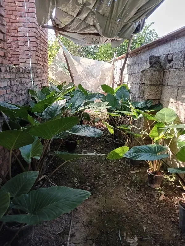 گل بابا آدم|گل و گیاه طبیعی|آمل, |دیوار