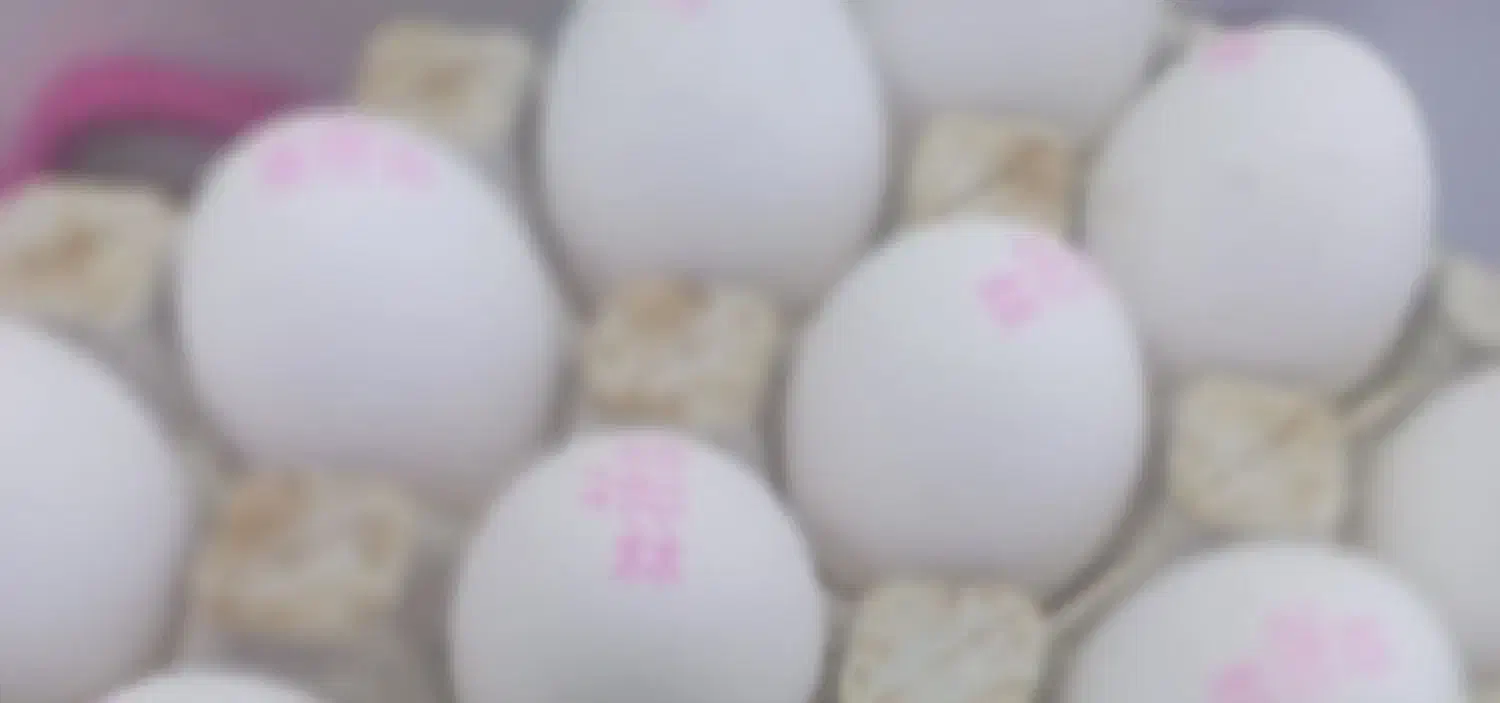 فروش مرغ|حیوانات مزرعه|اهواز, امانیه|دیوار