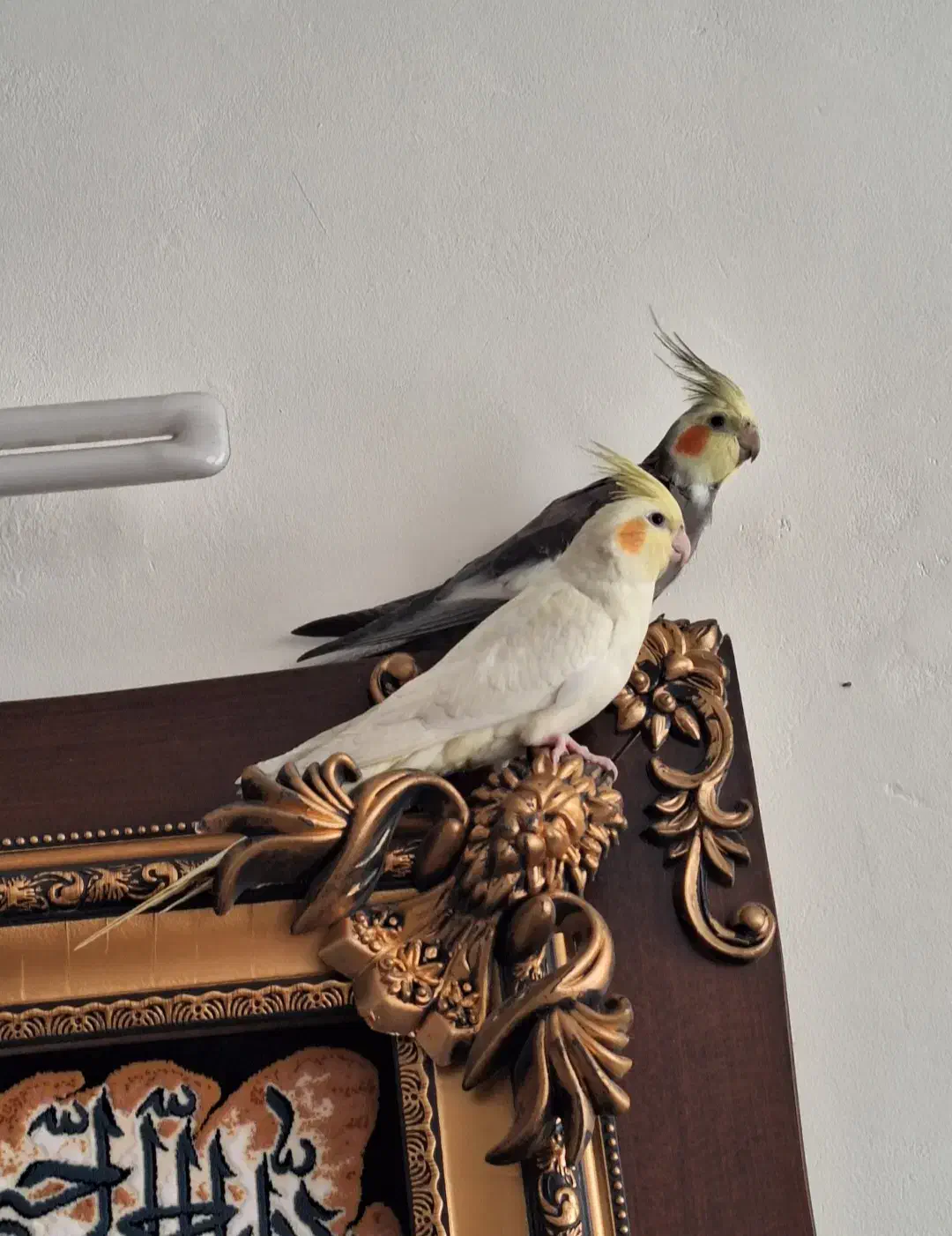 عروس هلندی جفت نر و ماده|پرنده|مشکیندشت, |دیوار