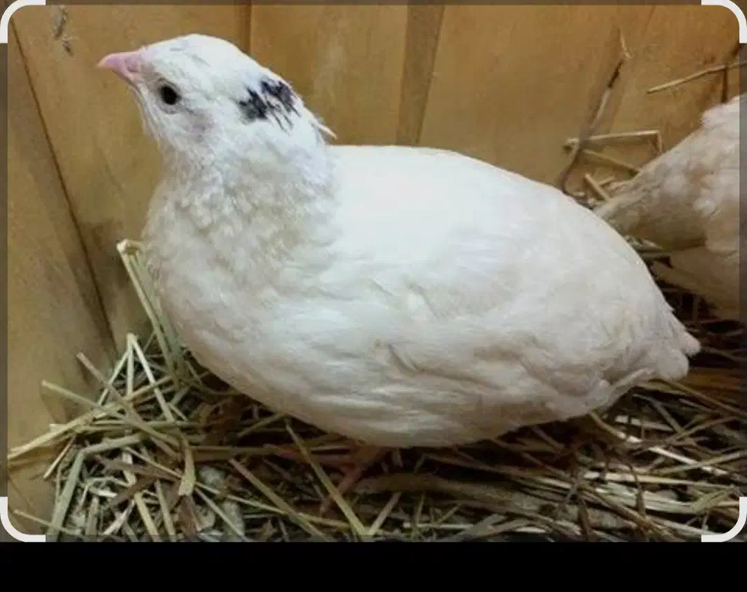 بلدرچین مینیاتوری|حیوانات مزرعه|مشگین شهر, |دیوار