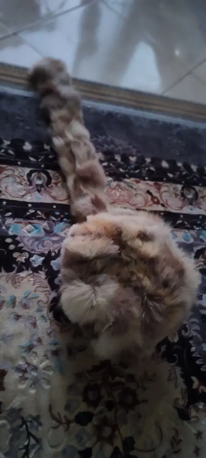 کلاه پشمی اصلی|لباس|شهرکرد, |دیوار