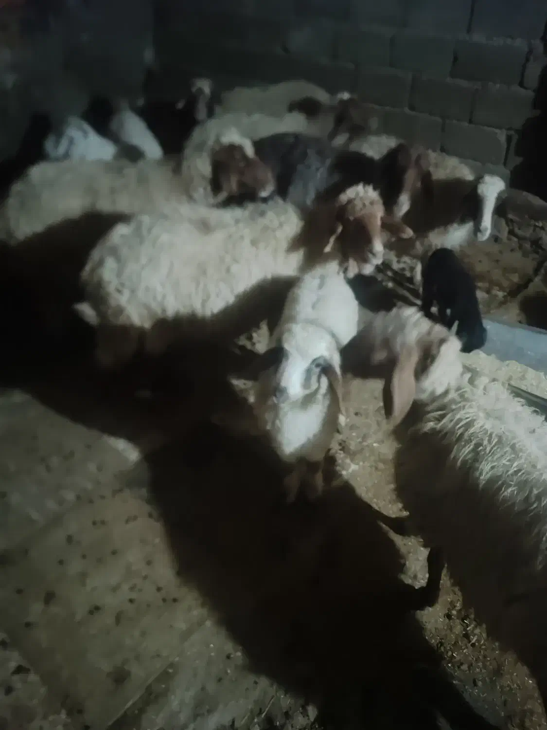 گوسفند 7عدد بفروش می رسد|حیوانات مزرعه|ایلام, |دیوار