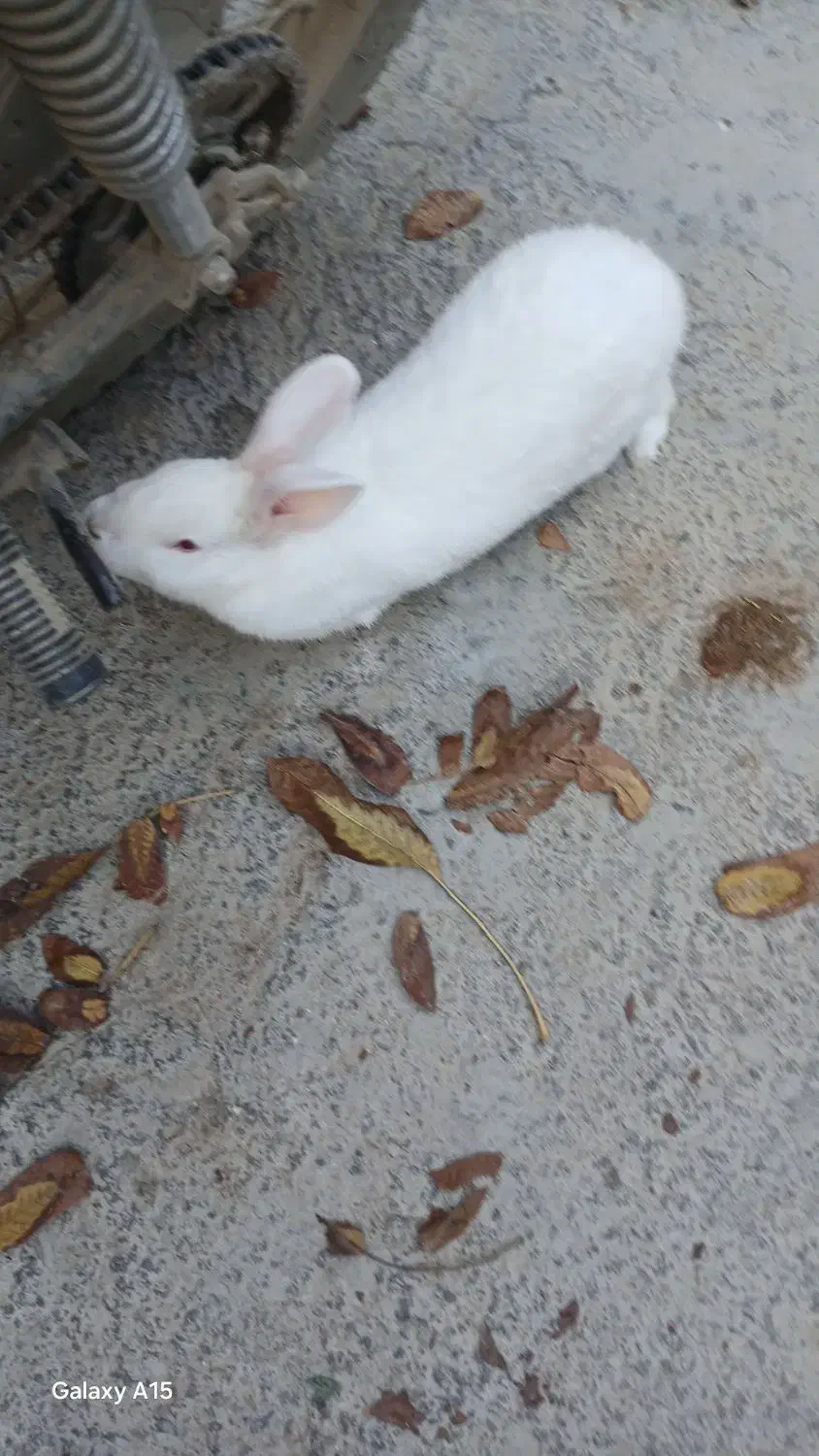 خرگوش|موش و خرگوش|اراک, |دیوار