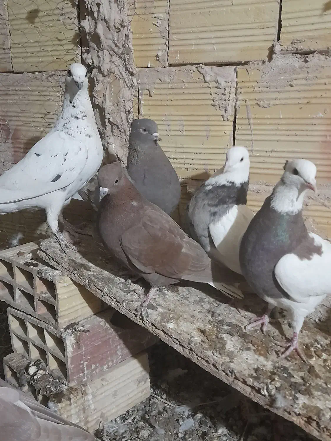 کبوتران امیر|پرنده|فردوس (خراسان), |دیوار