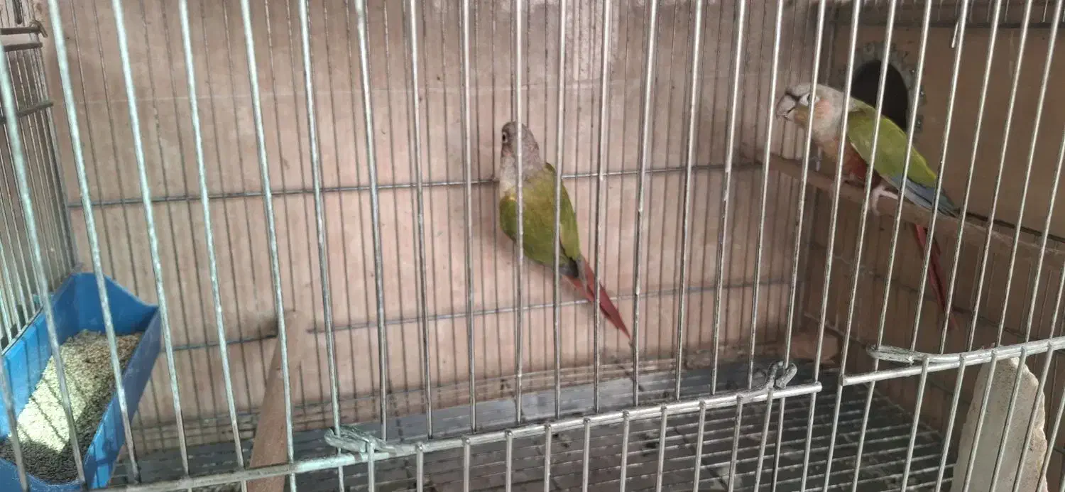 جوجه عروس، بالغ، گرینچیک مولد، لونه|پرنده|بابا حیدر, |دیوار