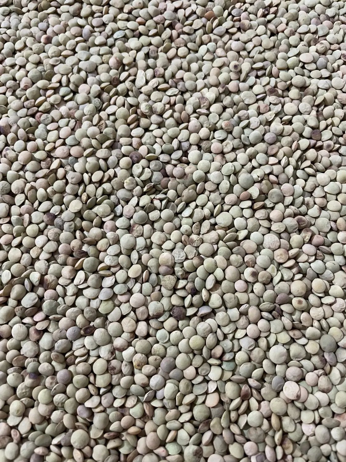 عدس|خوردنی و آشامیدنی|گرمی, |دیوار