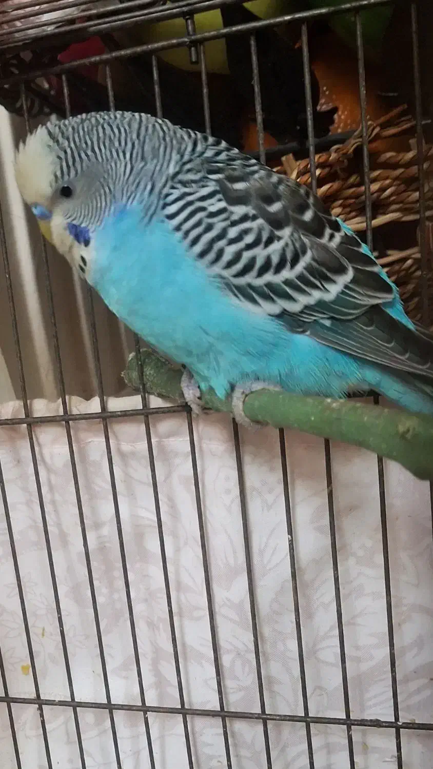 مرغ عشق انگلیسی نر|پرنده|تهران, انبار نفت|دیوار