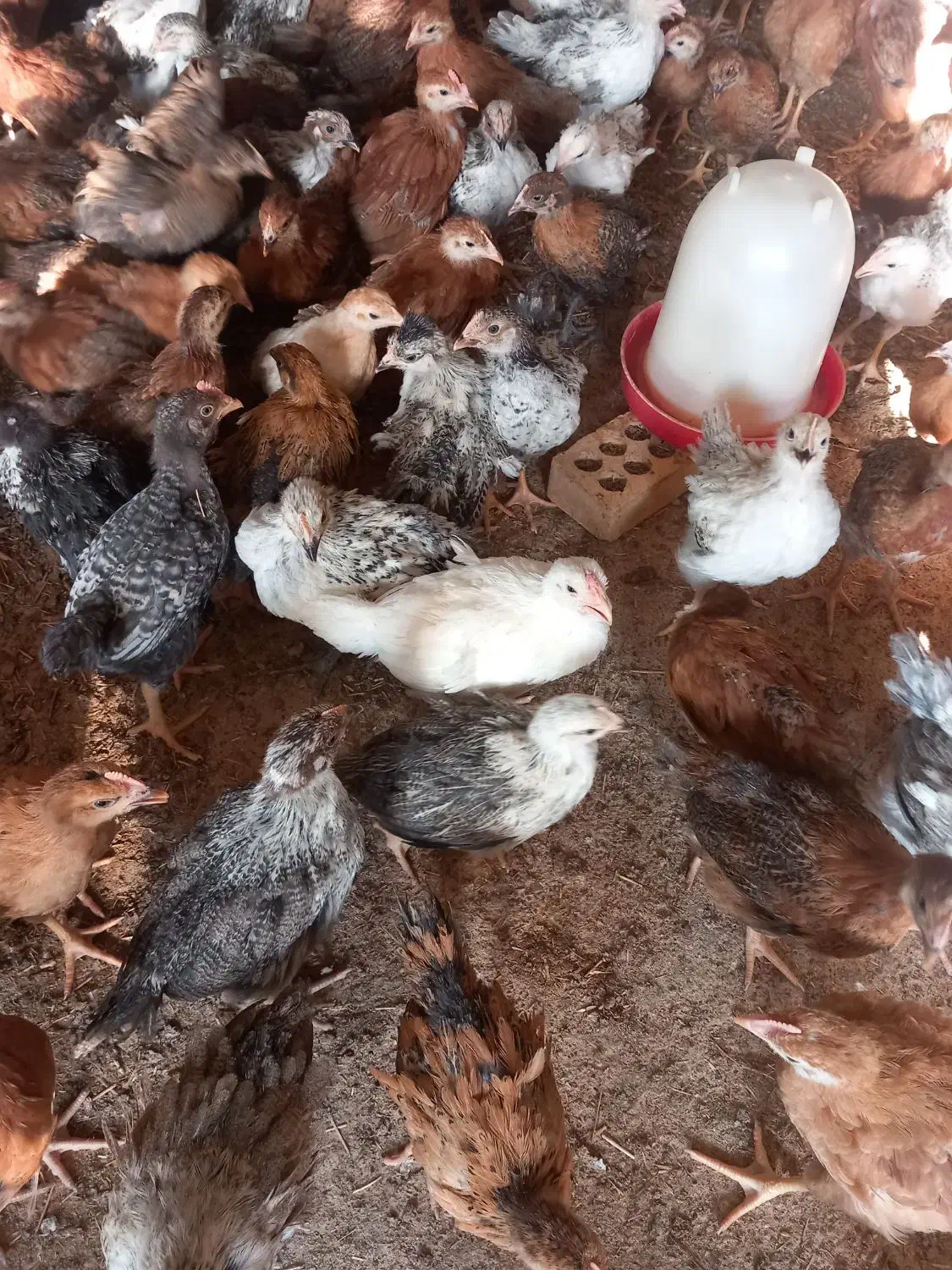 جوجه محلی|حیوانات مزرعه|مسجد سلیمان, |دیوار