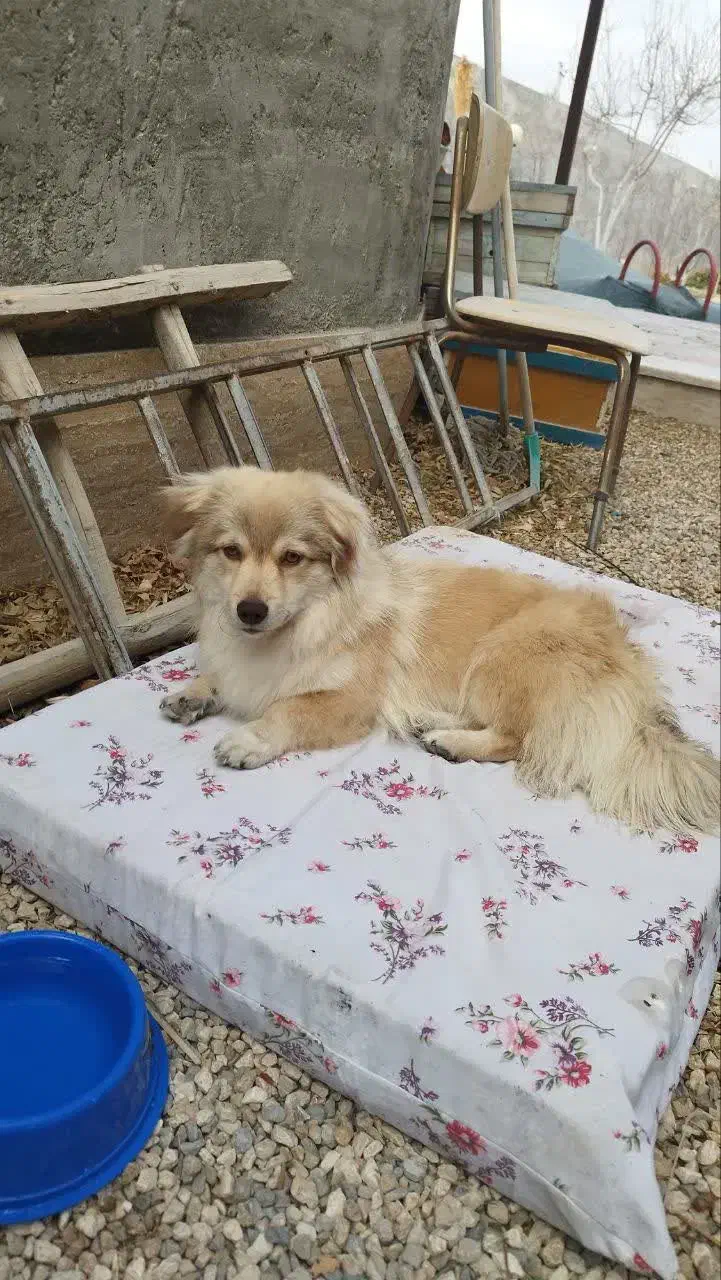 سگ پاپی|سگ|ابریشم, |دیوار