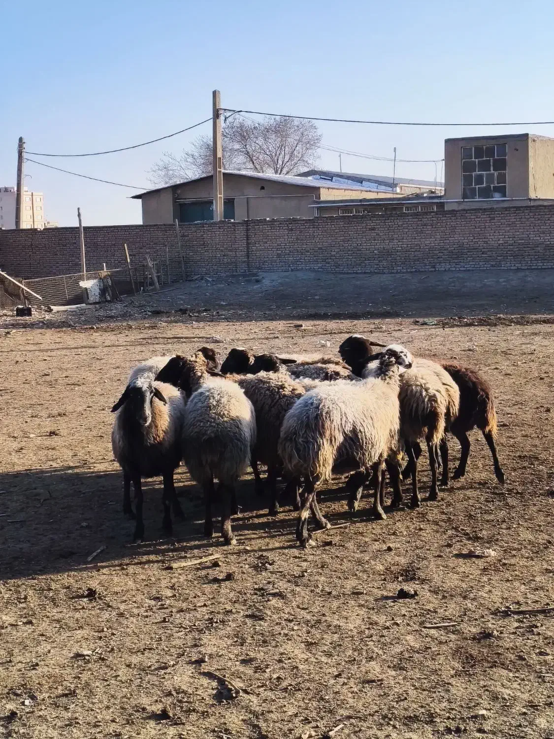 میش جوان|حیوانات مزرعه|محمدشهر, ولدآباد|دیوار