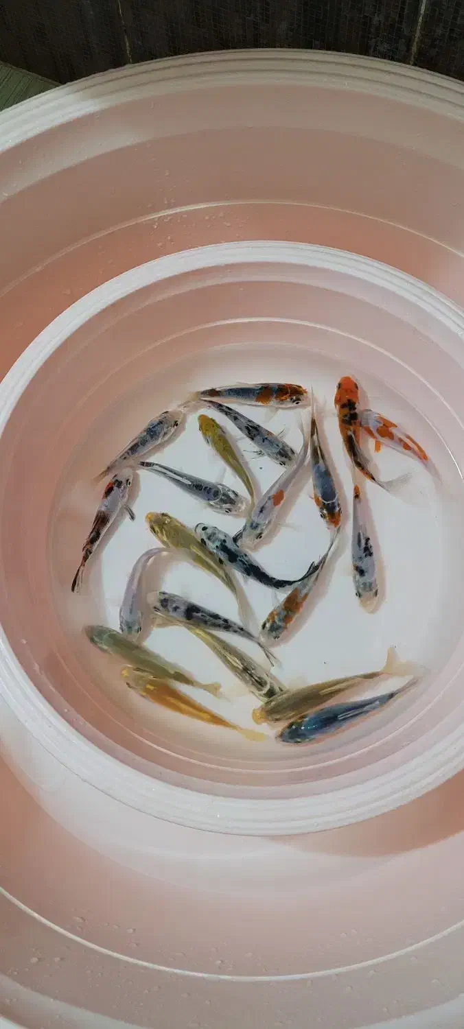 ماهی کوی|ماهی|لاهیجان, حاجی آباد|دیوار