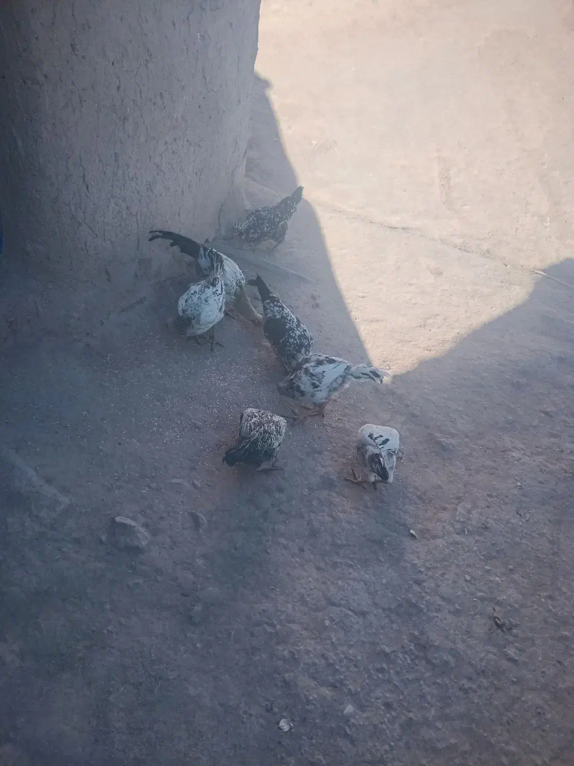 ۴ مرغ و۱ خروس ۳ جوجه ۲۰ روزه|حراج|کرانی, |دیوار