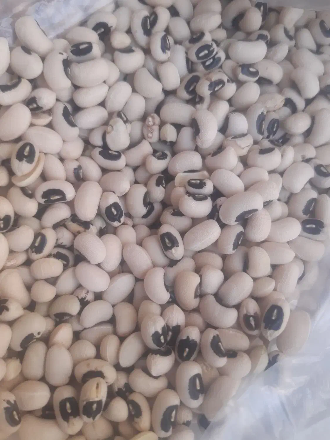 لوبیا چیتی ۳۳۰|خوردنی و آشامیدنی|پاکدشت, حصار امیر|دیوار