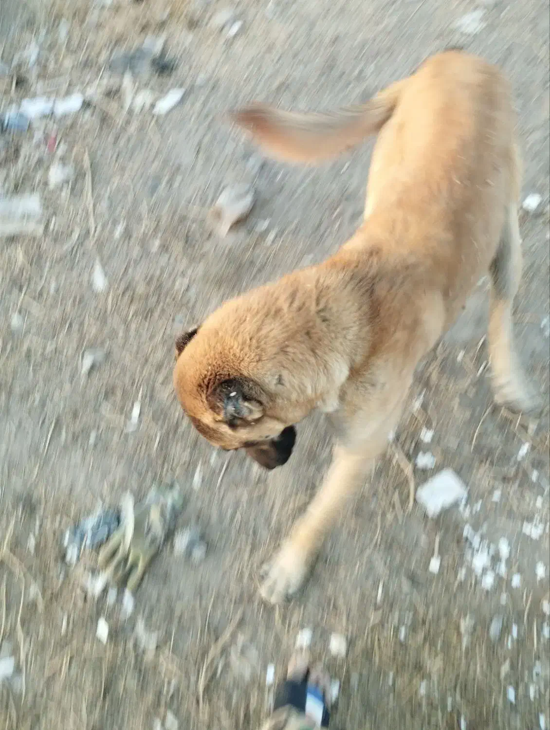 سگ خوب سگ چوپانی نگهبانی|سگ|بکتاش, |دیوار