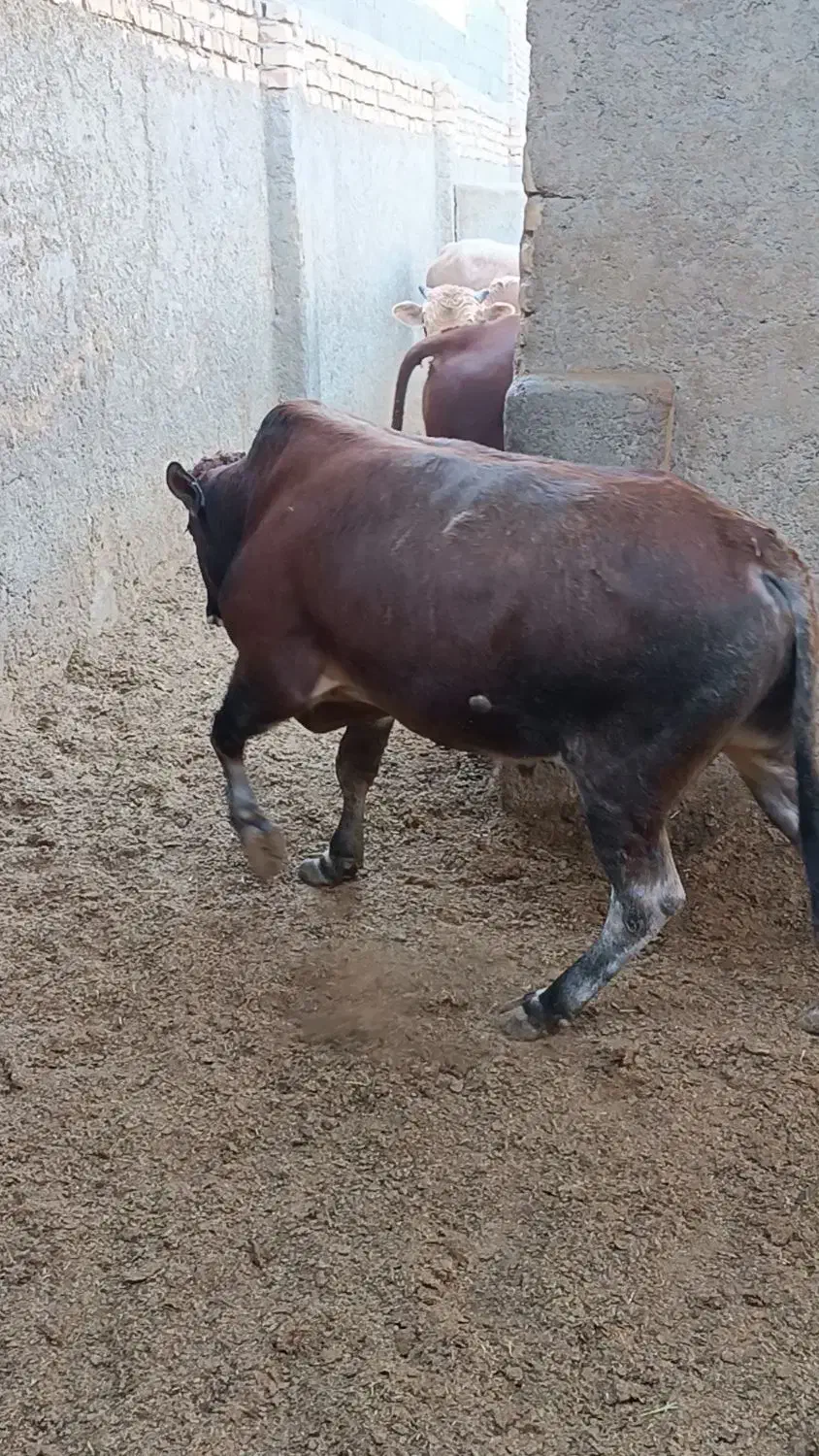 ۲راس گوساله چاقسرکداراجری|حیوانات مزرعه|پیشوا, |دیوار