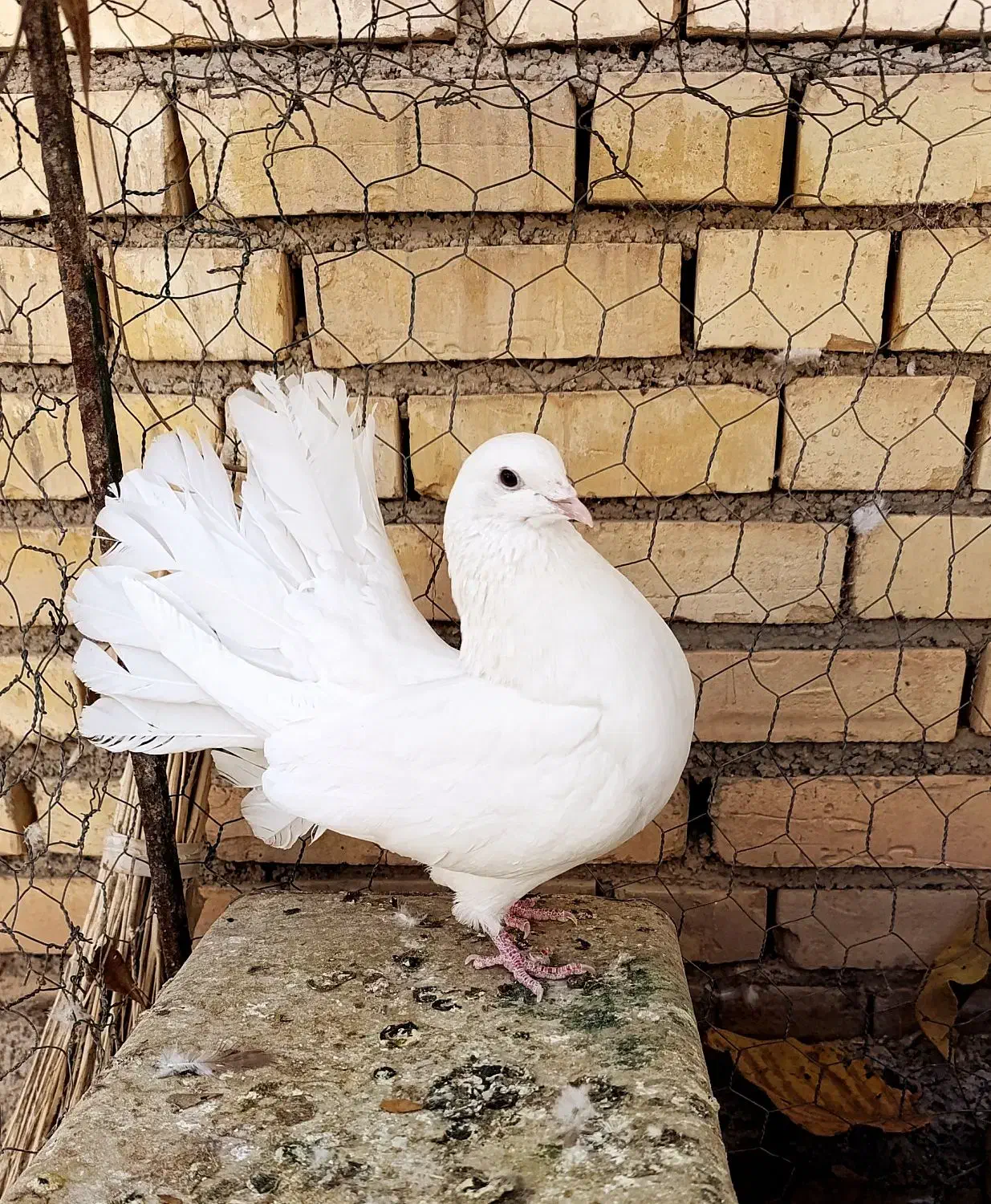 کبوتر پرشی و دم چتری|پرنده|خانمیرزا, |دیوار