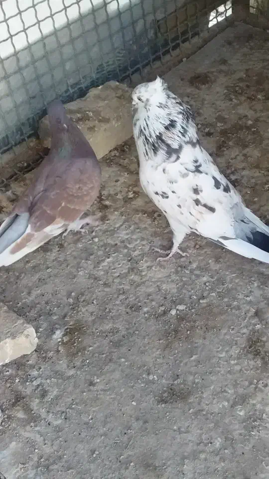 یه جفت کفتر پرش سنگین پشت گرگی و نسل سرور و گرگی|پرنده|هشتگرد, فاز ۲ مهستان|دیوار